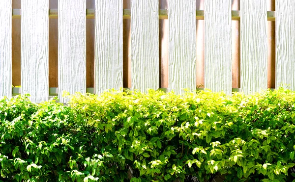 Hedge and white wooden wall