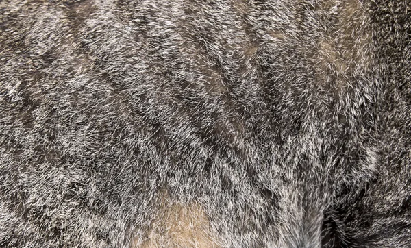 Close up cat hair