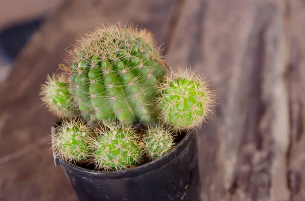 Young cactus, desert plant in pot.