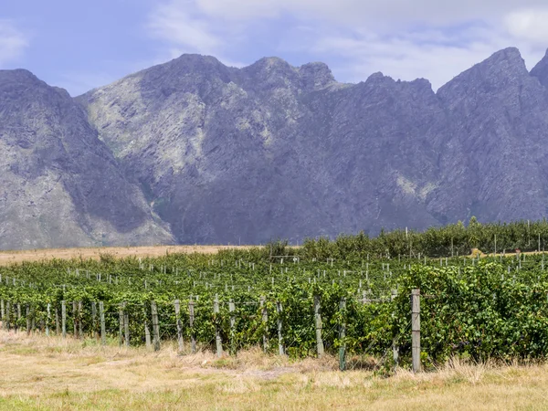 Vineyards in the wine region near Cape Town