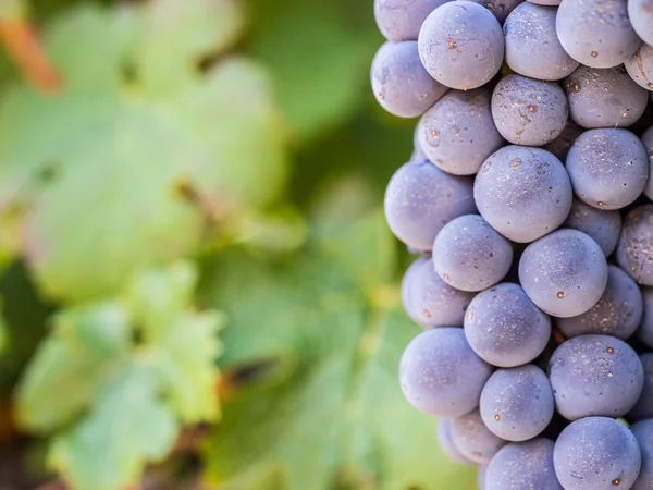 Grapes in vineyards in the wine region