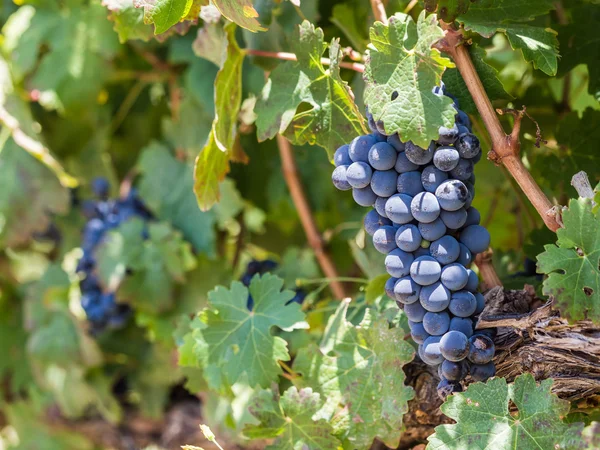 Grapes in vineyards in the wine region