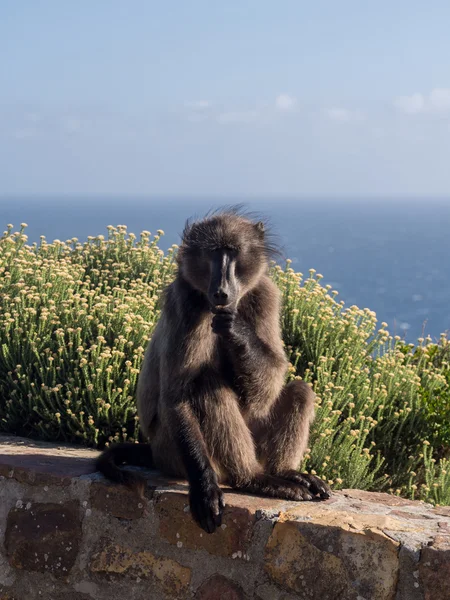 Monkey on the Cape of Good hope