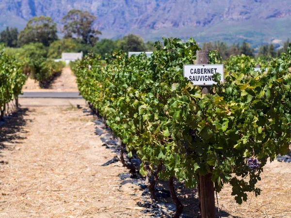 Vineyards in the wine region