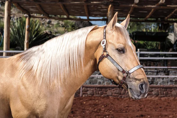 Beautiful thoroughbred horse palomino