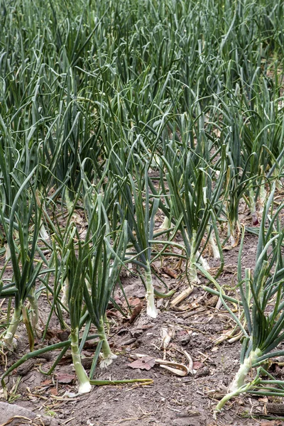 Onion crop field