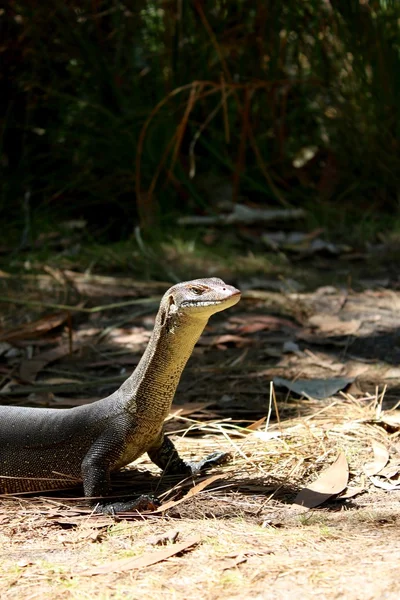 Australian Monitor Lizard