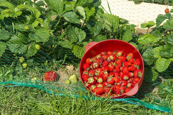 Strawberry plants in the garden of the house and strawberries harvest