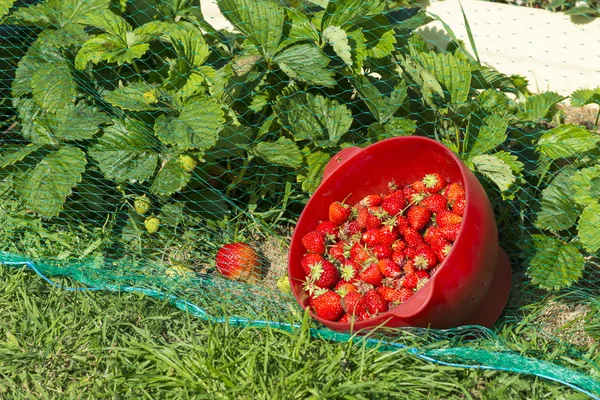 Strawberry plants in the garden of the house and strawberries harvest