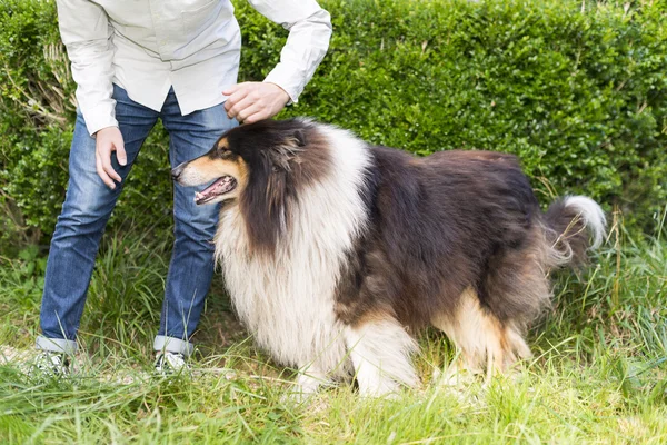 Closeup of an unrecognizable person with collie dog full length