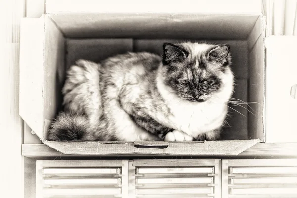 Birman cat perched inside a box