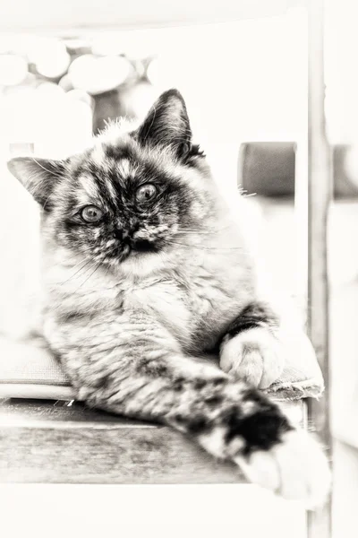 Close-up of a seal tortie point cat posing stretched out on a ch