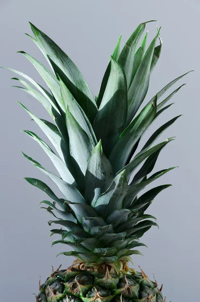 Pineapple leaves