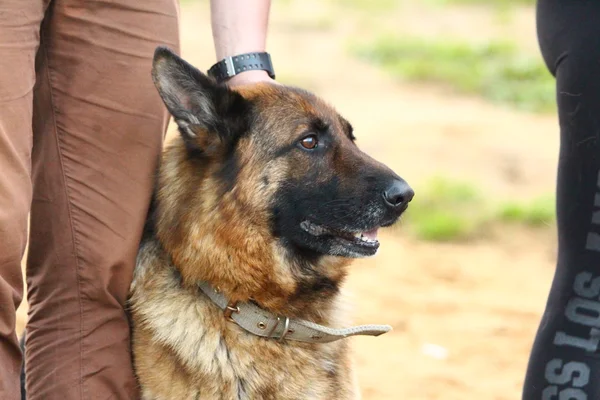 Dog sits beside man\'s left leg.