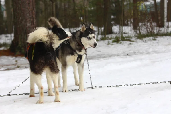 A pack of draught dog. Relationship between animals.