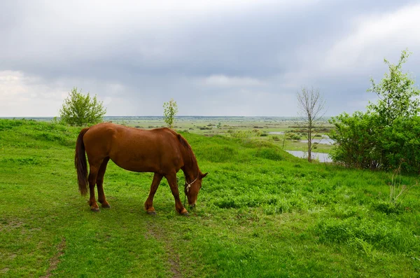 Peasant bay horse is grazed in green meadow