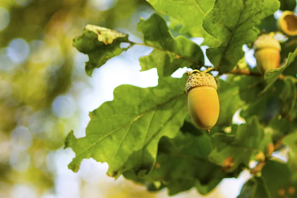 Oak tree and acorns