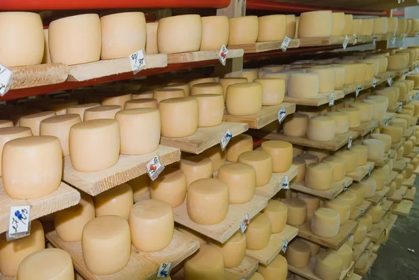 Cheeses lie on the shelves in the warehouse dairy