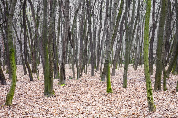 Leafless forest with moss-grown tree trunks