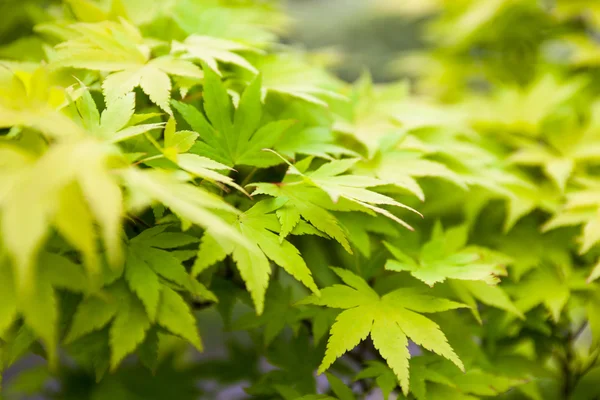 Green leaves of the Japanese maple (Acer palmatum)