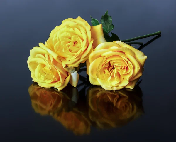 Yellow roses