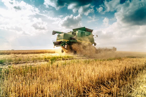 Harvester cropping grain