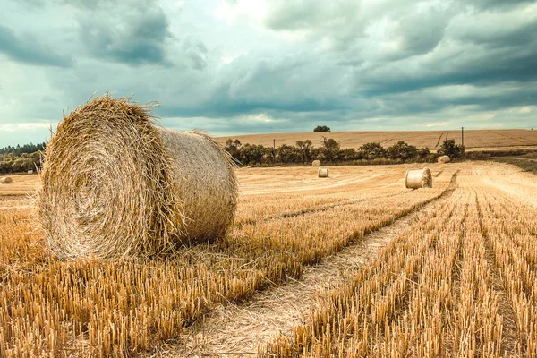 Bales of straw on cropped field