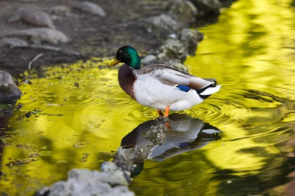 Duck reflected in water
