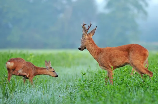 Roe buck and roe deer cub