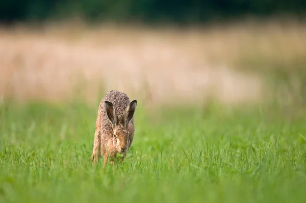 Wild brown hare running in a field
