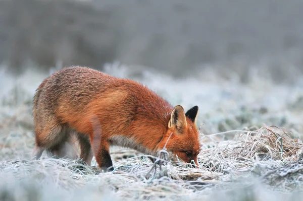 Red fox searching for food on a frost covered field