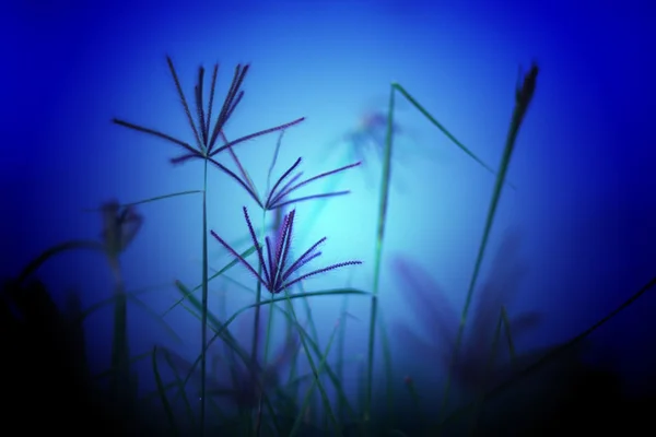 Abstract wildflowers background, Blurred of Swallen Finger Grass