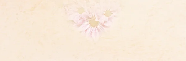 Pink chrysanthemum flowers with mulberry paper texture for title bar background.