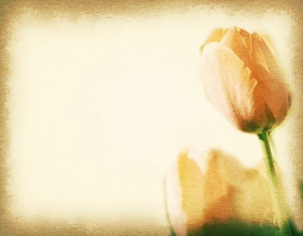 Vintage postcard, orange tulip in garden, soft light on old pape