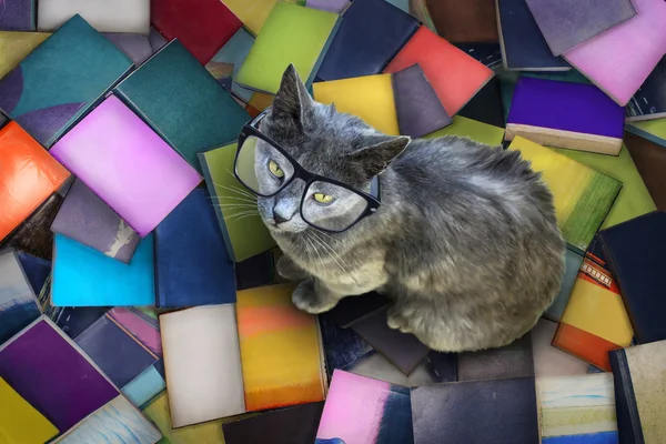 Cat with glasses and books