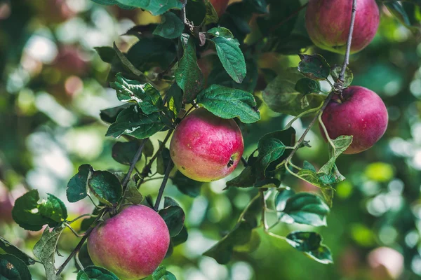 Fresh harvest apples on tree