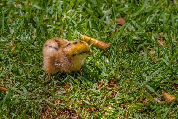 Chick, South Africa, November 30, 2014.