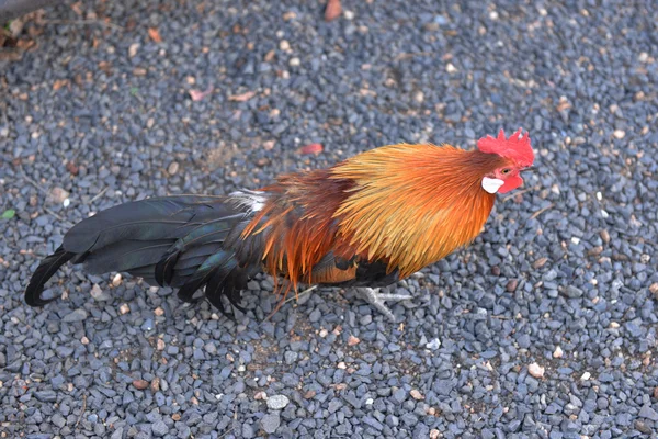 Cock, South Africa