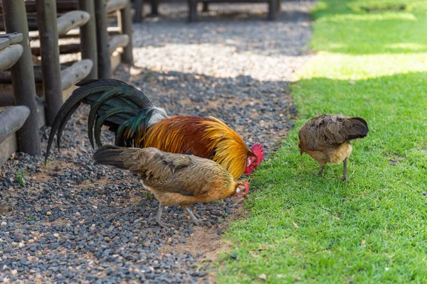 Cock and Chickens , South Africa