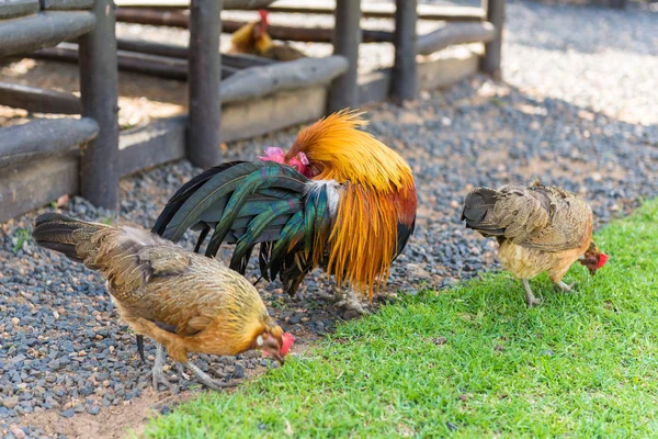 Cock and Chickens , South Africa