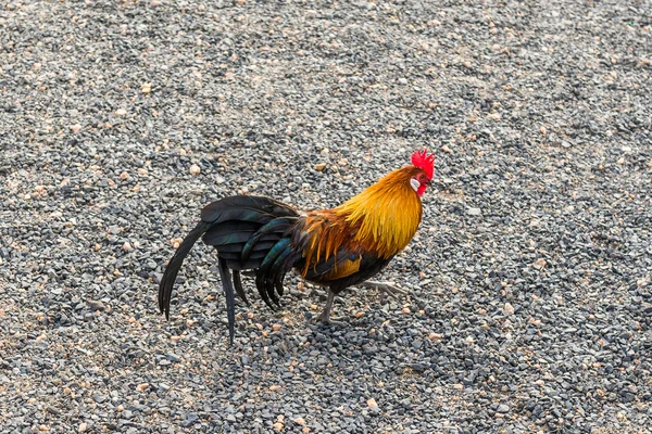 Cock, South Africa