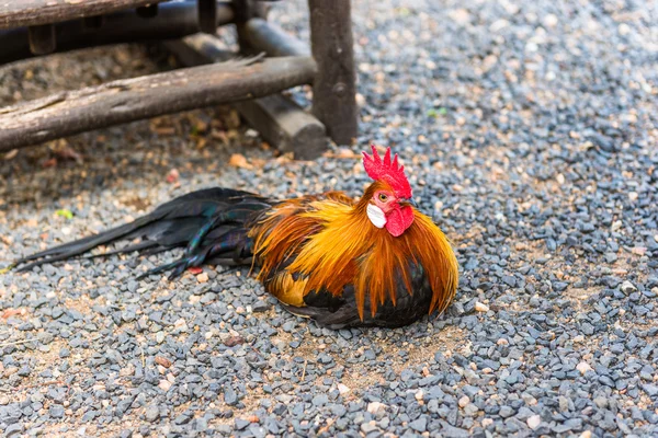 Cock, South Africa