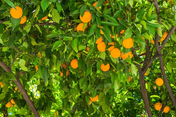 The fruit of the orange tree