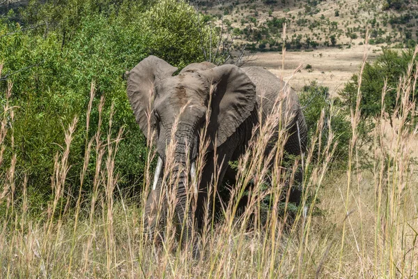 Elephant. Pilanesberg national park. South Africa.
