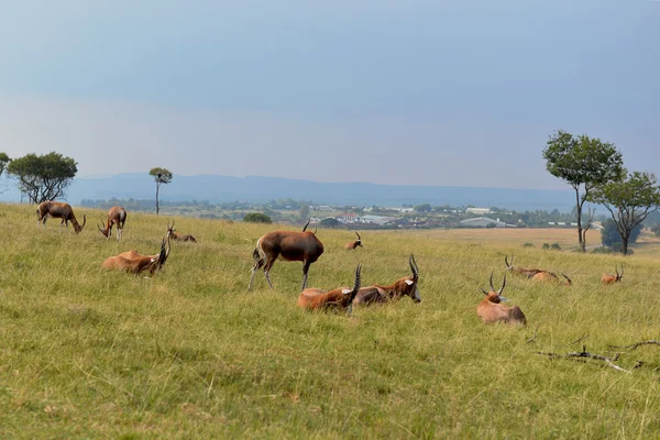 A herd of wild animals, national park South Africa.