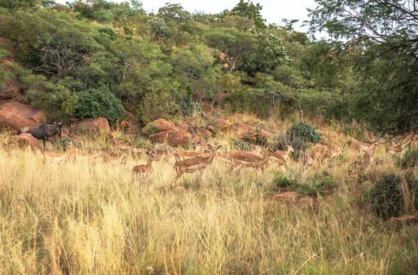 Impala (antelope), National park Ezemvelo. South Africa.