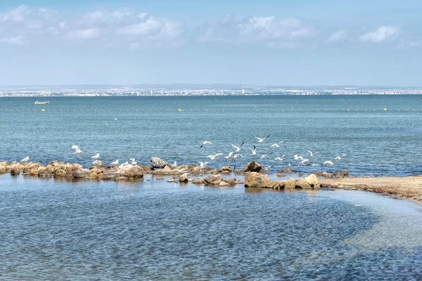 Gulls. Mediterranean Sea, Spain.