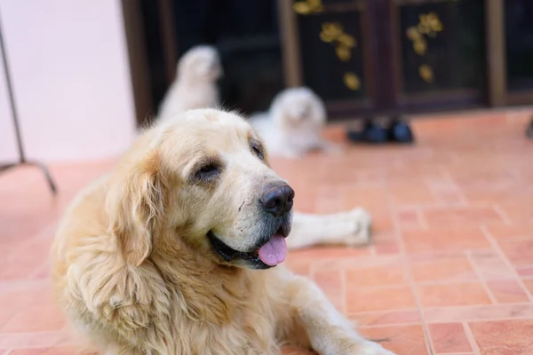 Sleepy Face Golden Retriever Dog