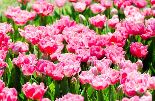 Pink parrot tulips on green summer field
