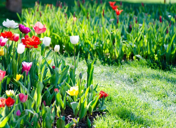 Bright flower bed full of colorful parrot tulips